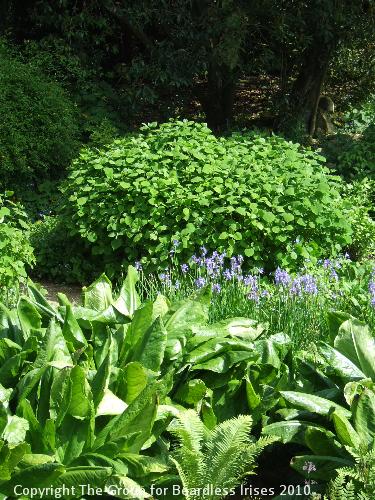 hidcote (18)